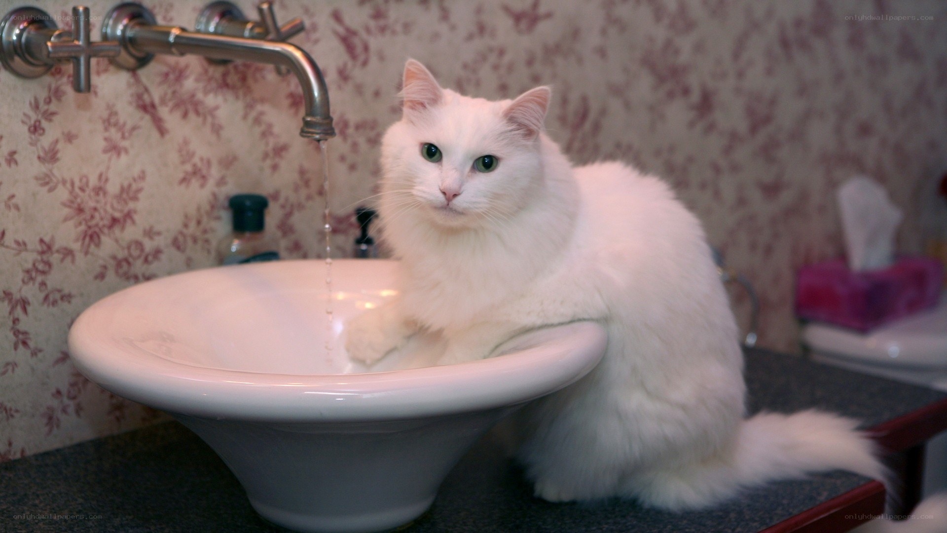 white cat drinking from sink