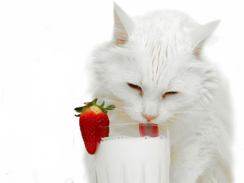 White Cat Drinking Milk — Calm