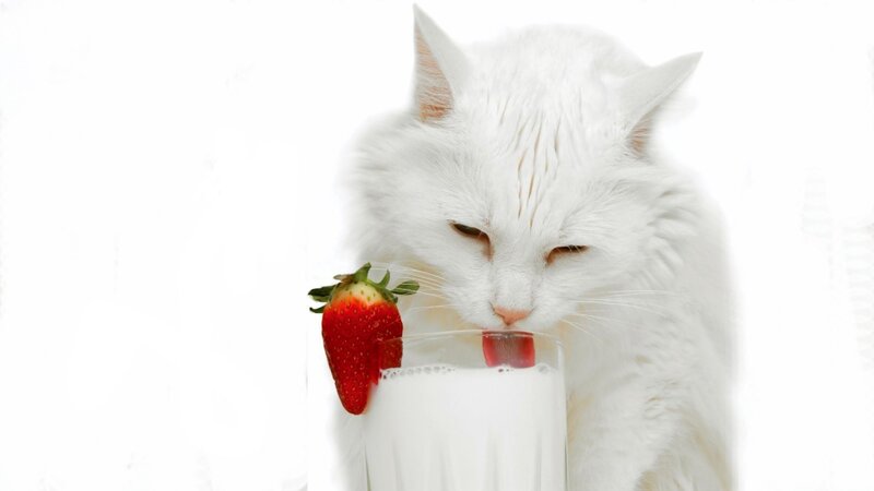 white cat drinking milk