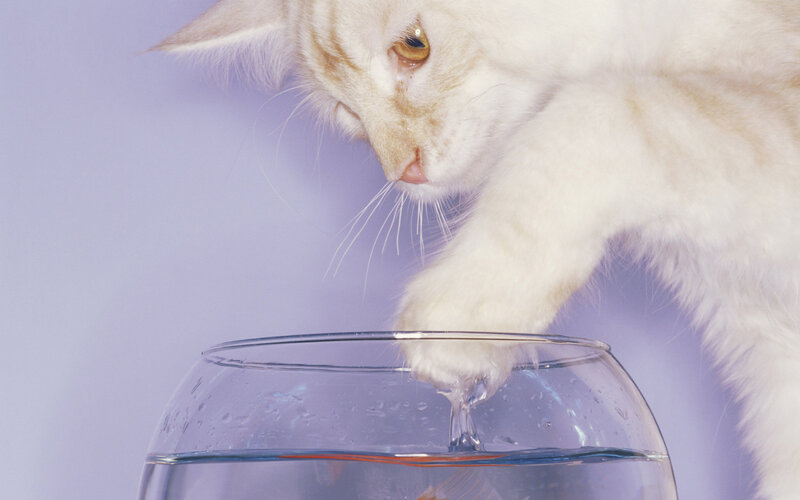 White Cat Drinking Water — Calm