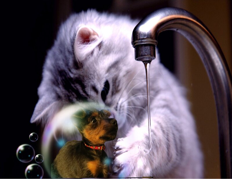 White Cat Drinking Water — Gray