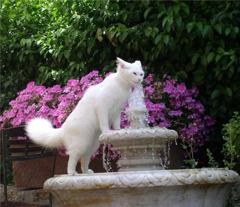 White Cat Drinking Water