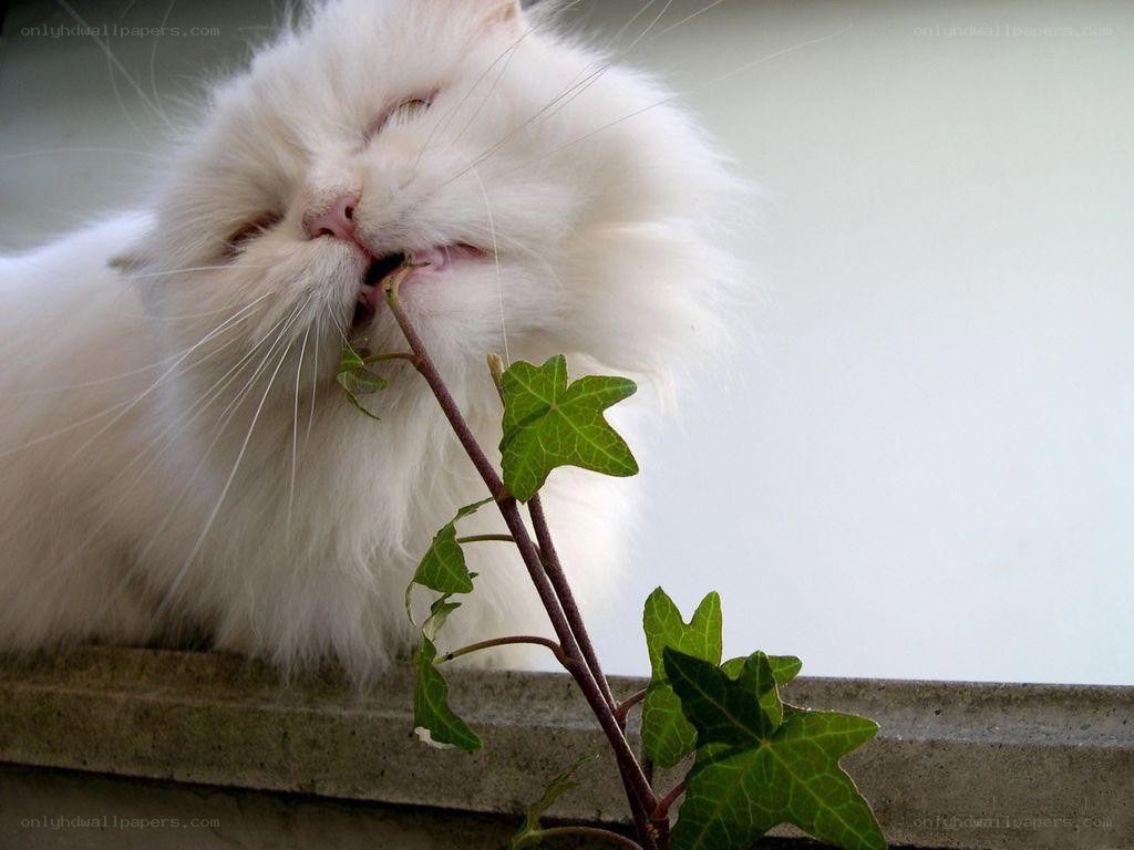 White cat eating ivy