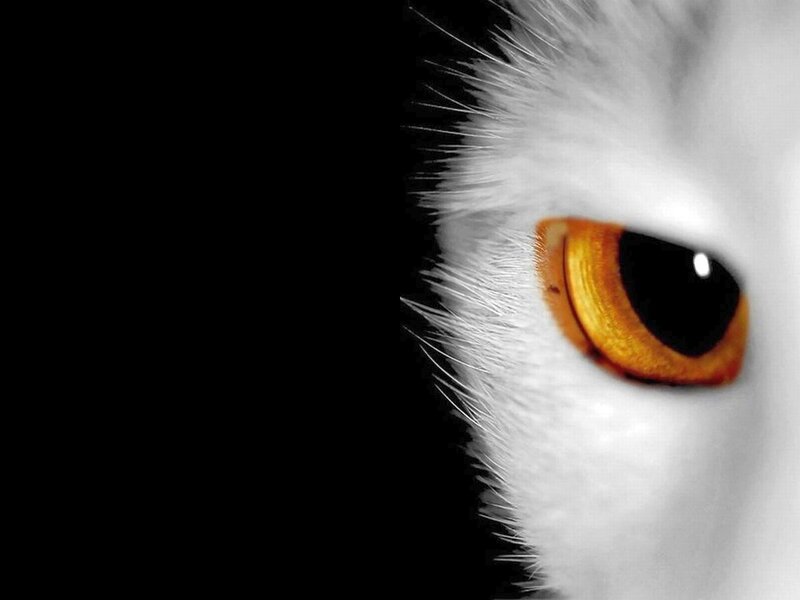 White Cat Eye — Black