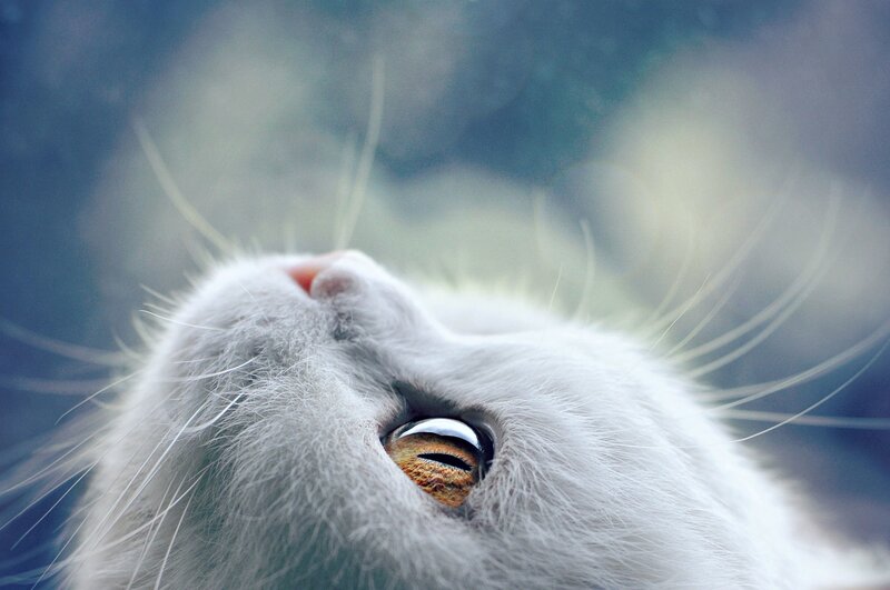 White Cat Eye — Calm
