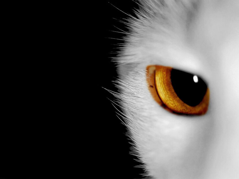 White Cat Eye