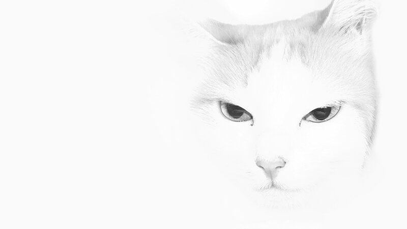 White Cat Face — Black, Minimalist