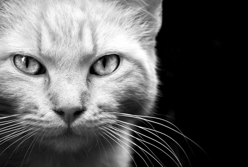 White Cat Face — Black