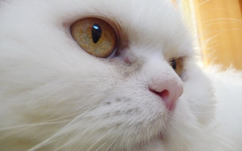 White Cat Face — Calm, Photograph