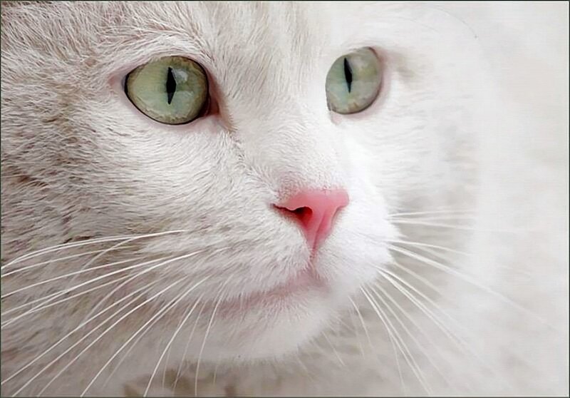White Cat Face — Calm
