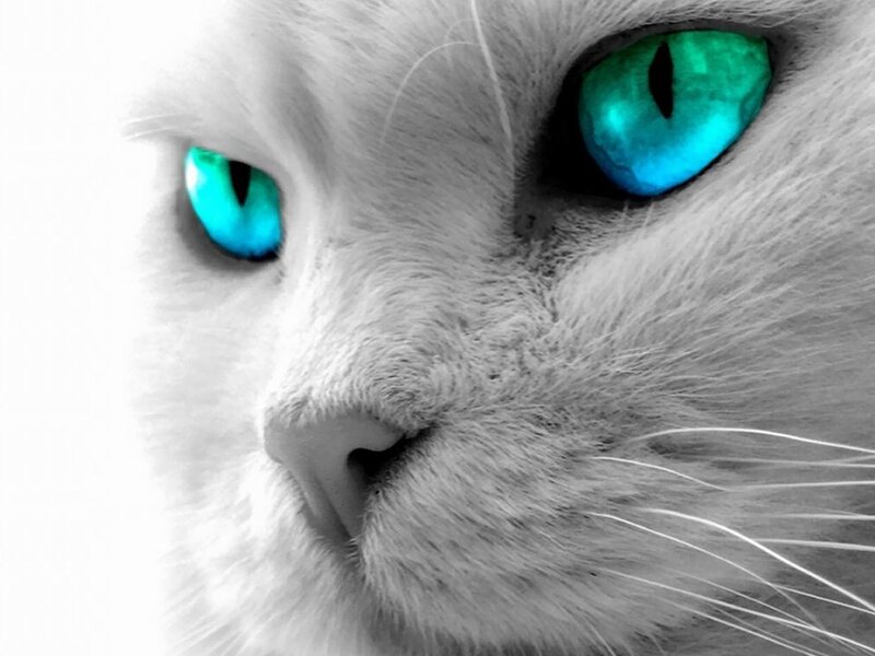 White Cat Face — Dramatic, Photograph