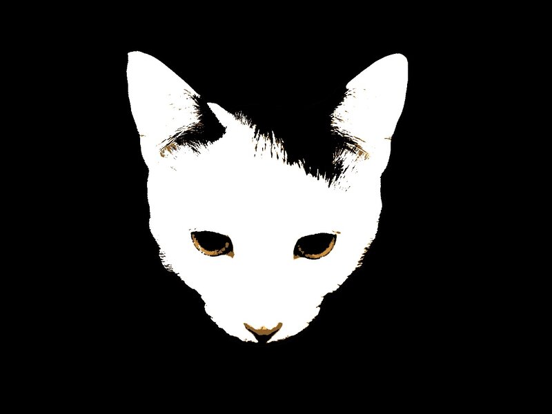 white cat face illustration