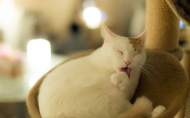 White Cat Grooming — Calm, Night