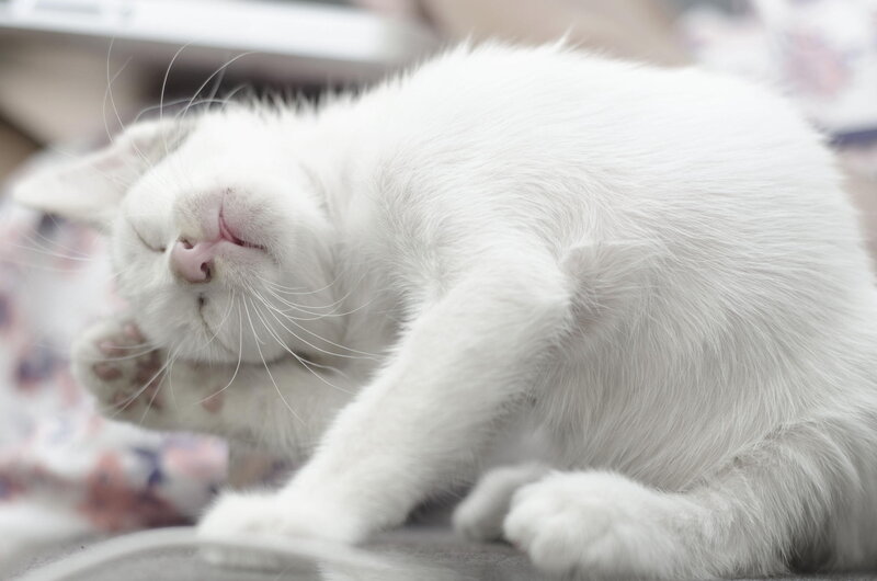 White Cat Grooming — Calm, Photograph, Paw