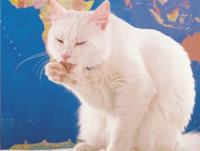 White Cat Grooming — Calm, Photograph