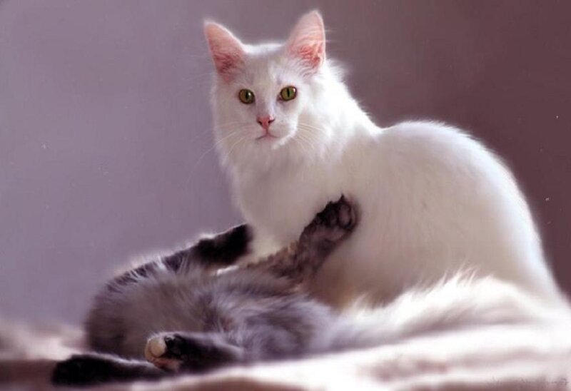 White Cat Grooming Kitten