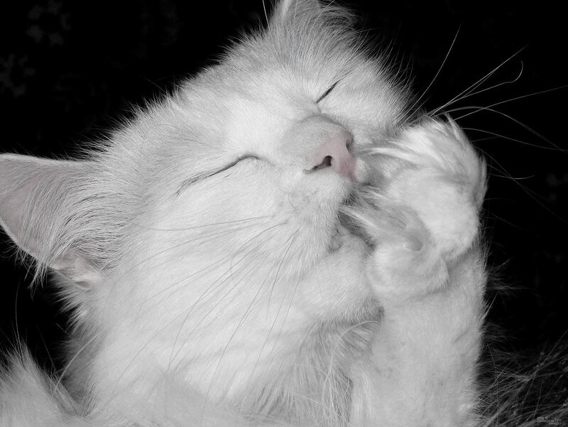 White Cat Grooming