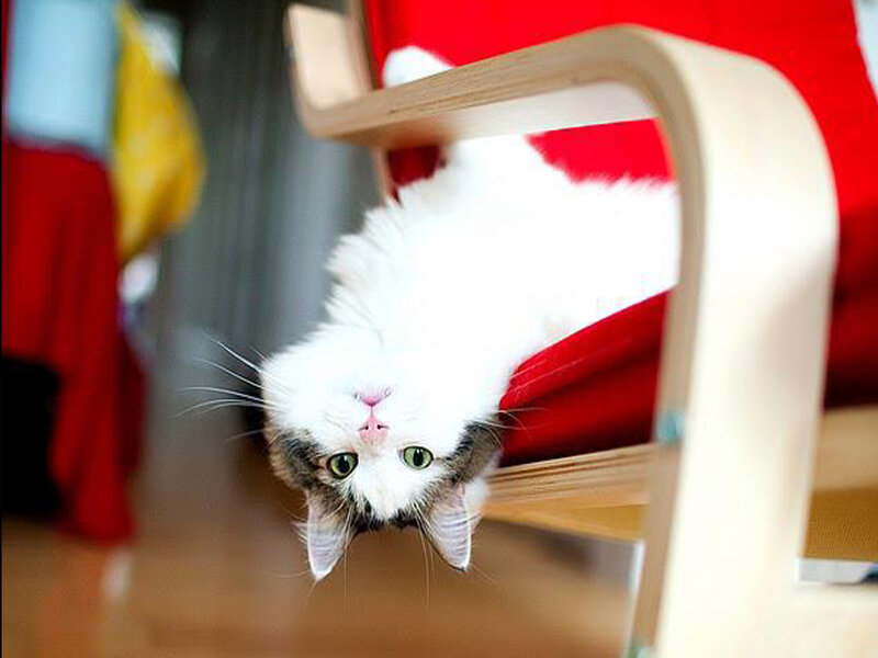 White Cat Hanging Upside Down — Playful