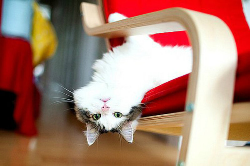 White Cat Hanging Upside Down