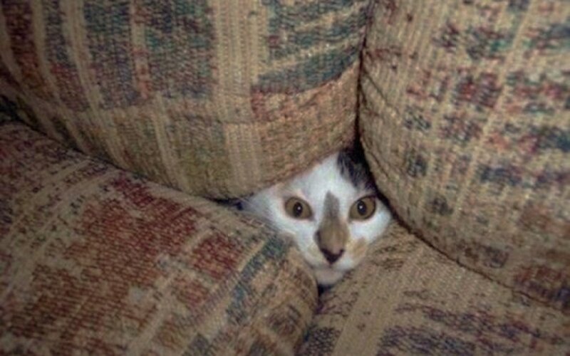 White Cat Hiding