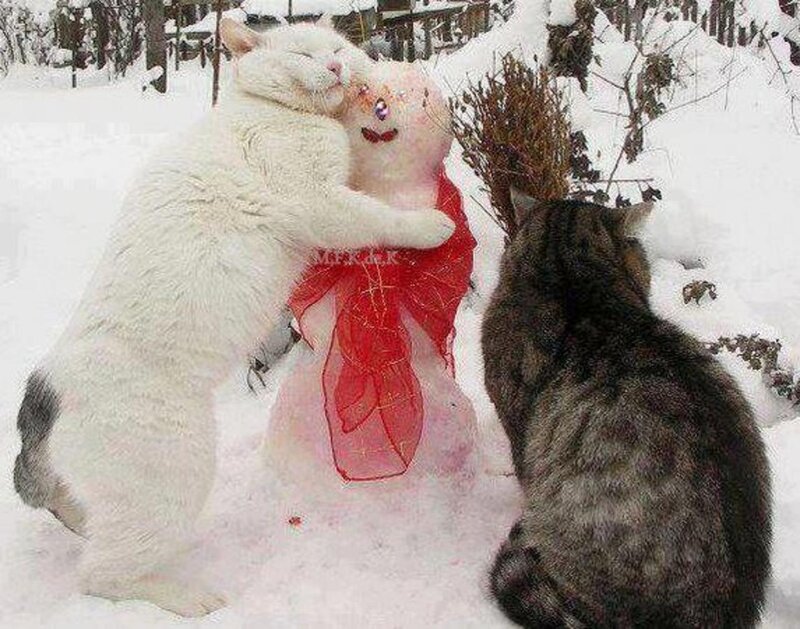 White Cat Hugging Snowman