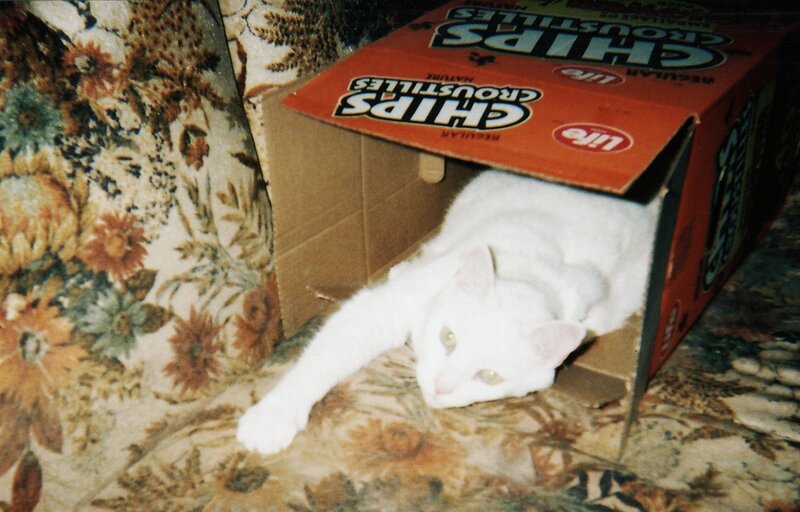 White cat in a box