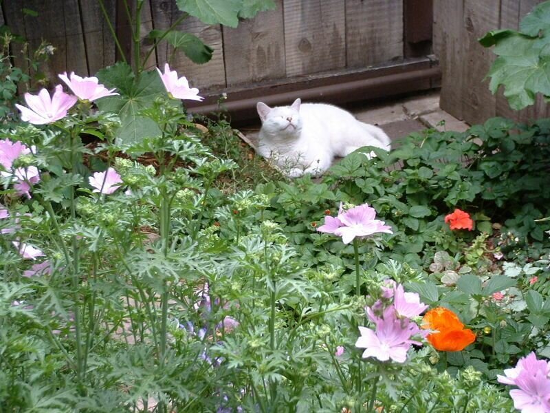 White cat in a flower garden