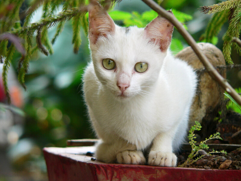 white cat in a planter