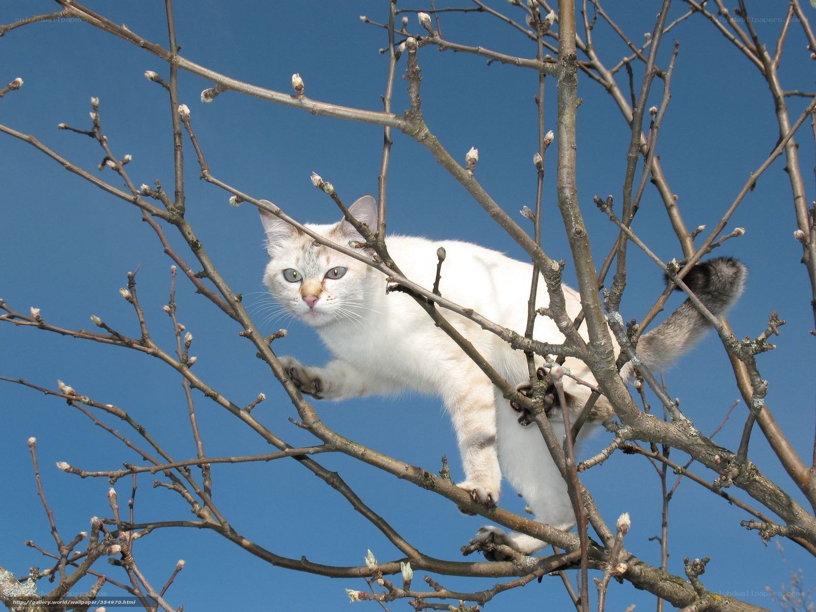 White cat in a tree