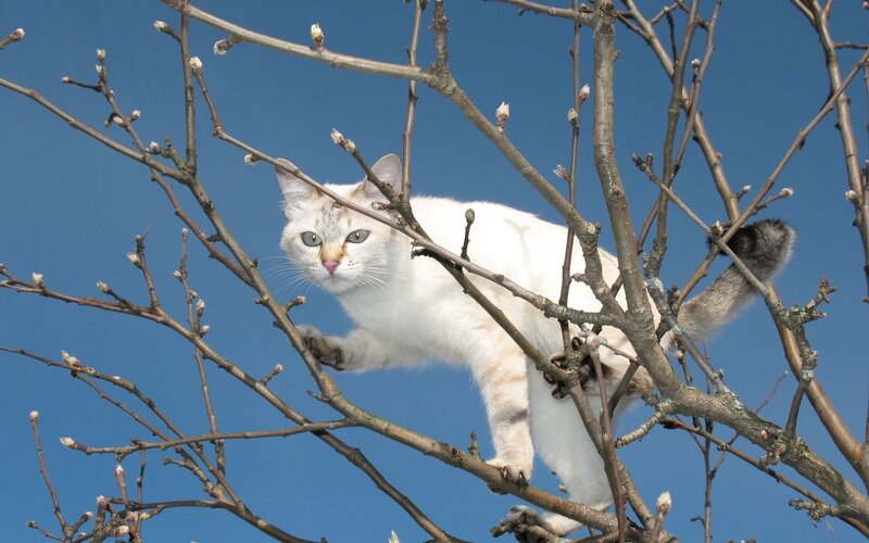 White cat in a tree