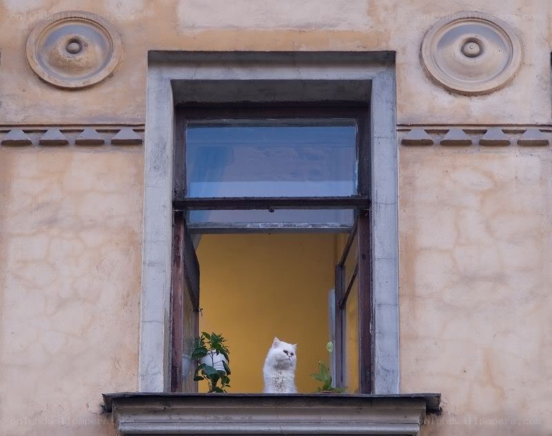 White cat in a window