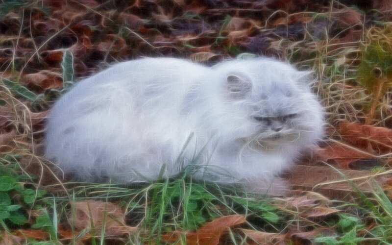 white cat in autumn leaves