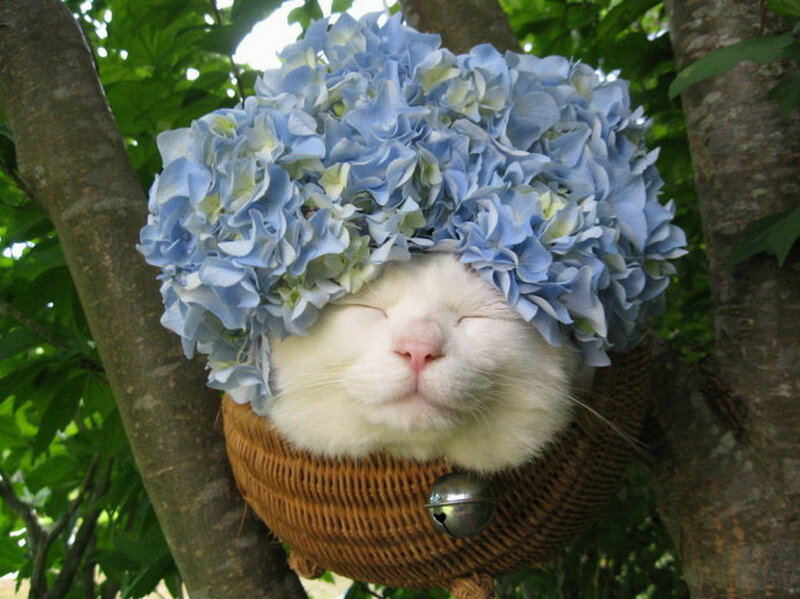 White Cat in Basket — Blue