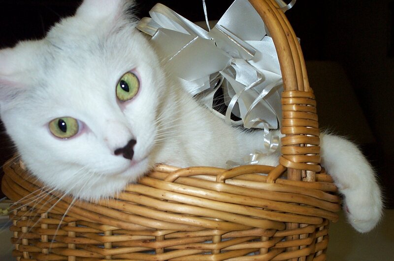 White Cat in Basket — Calm, Photograph