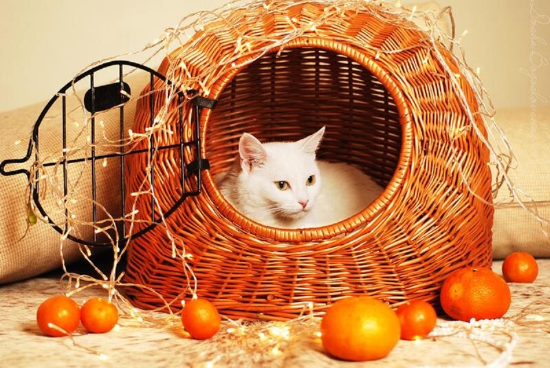 White Cat in Basket — Orange