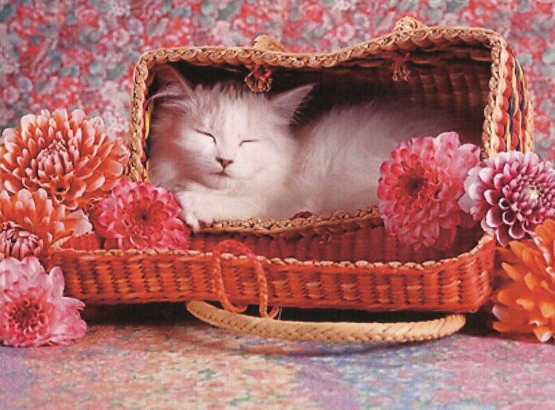 White Cat in Basket — Pink