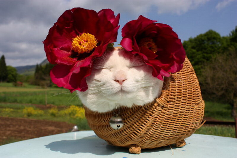 White Cat in Basket — Serene, Afternoon