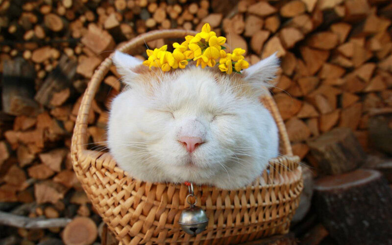 White Cat in Basket — Serene, Photograph