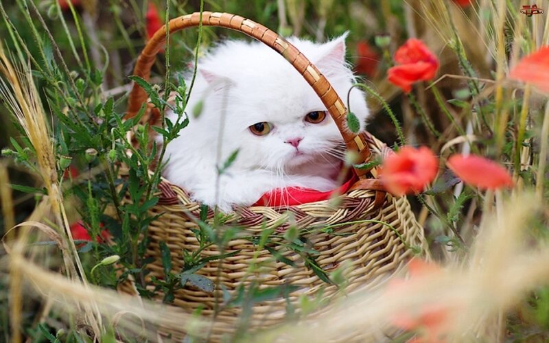 White Cat in Basket — Serene
