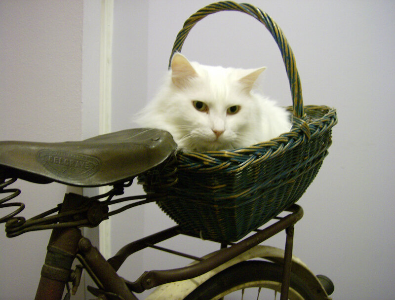 White Cat in Basket