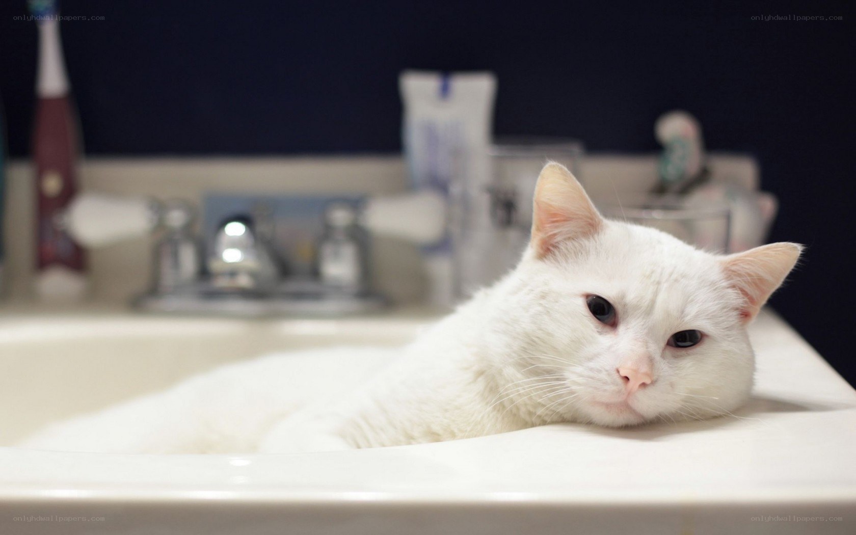 White cat in bathroom sink