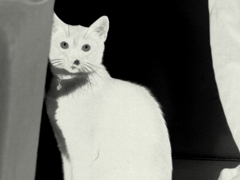 White cat in black and white