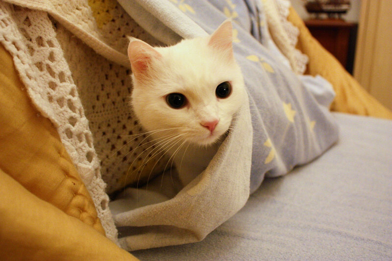 White Cat in Blanket