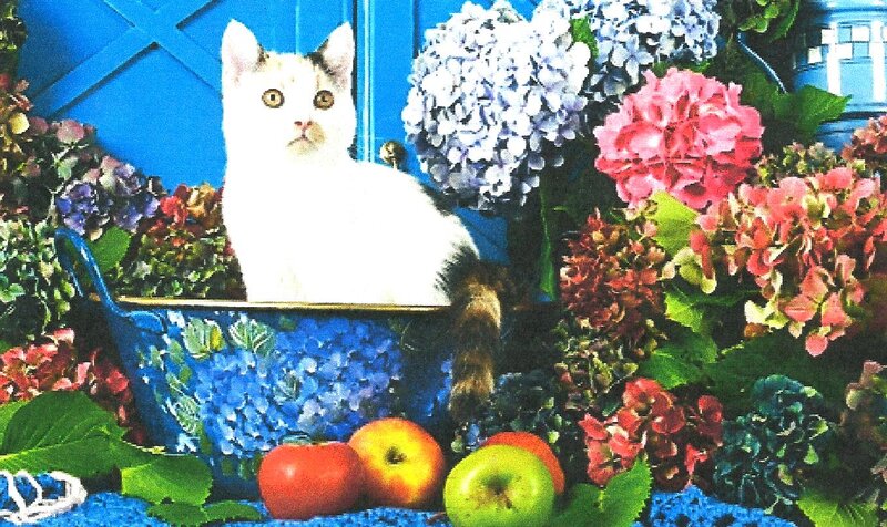 White Cat in Blue Bowl