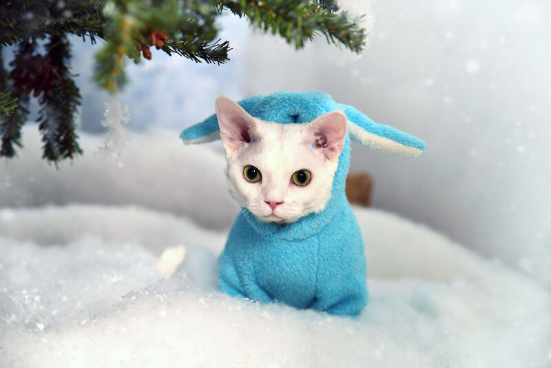 White Cat in Blue Costume