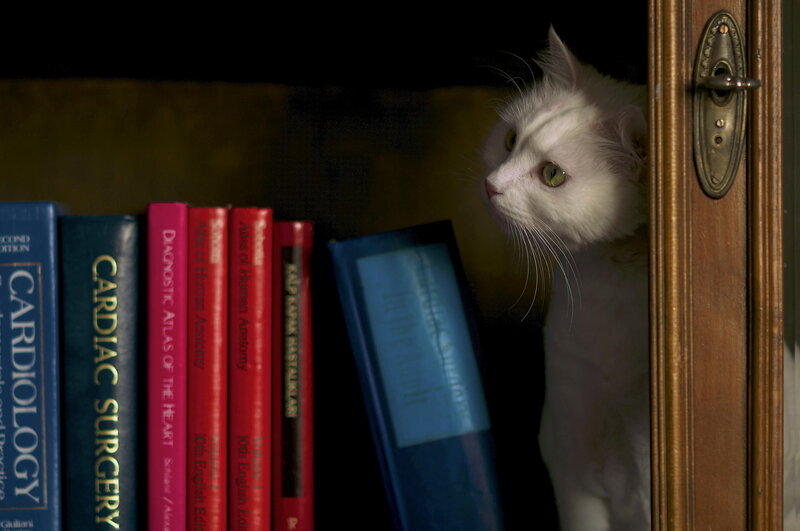 White Cat in Bookshelf