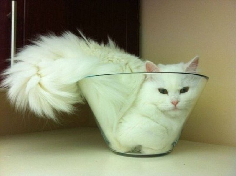 White Cat in Bowl — Calm, Photograph