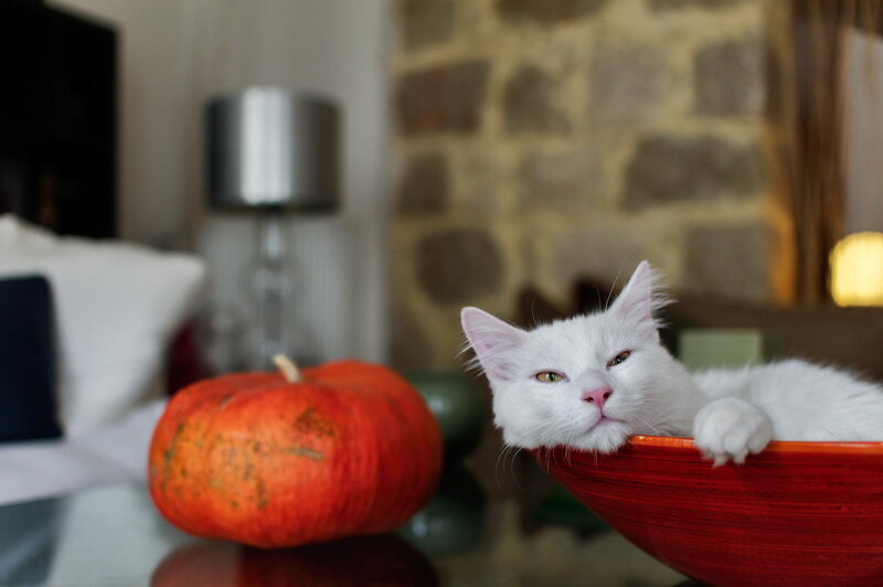 White Cat in Bowl — Calm
