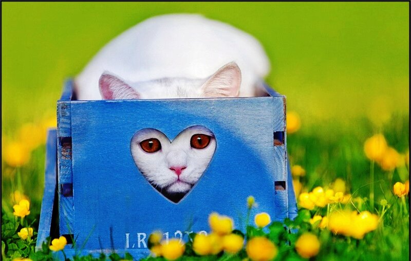 White Cat in Box — Blue, Playful