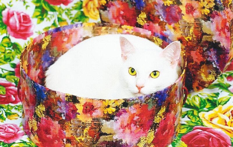 White Cat in Box — Calm